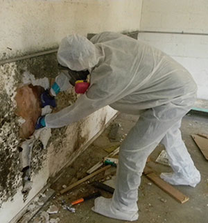 Cleaning Black Mold 96
