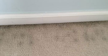 black mold on carpet