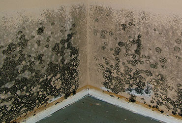 black mold removal