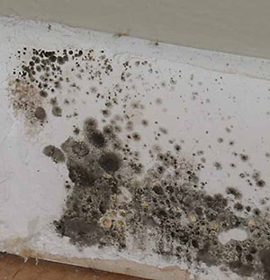 Mold From Water Damage Health Risks