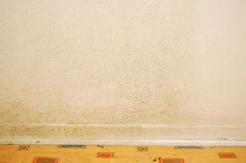 How To Remove Black Mold From Drywall Cleanup Tips