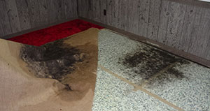 Mold Under Carpet 