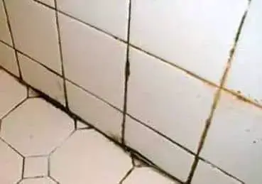 How To Remove Mold From Grout Shower And Kitchen
