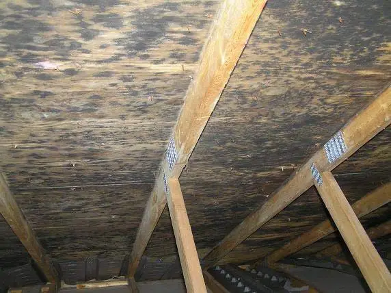 Black Mold In Attic Prevention And Removal Of Attic Mold