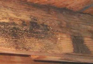 black mold on wood basement beams 300x206