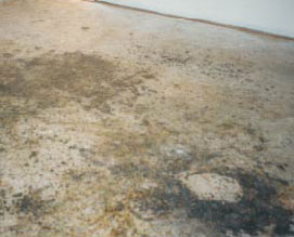 black mold concrete