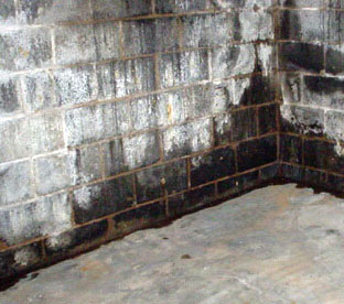 How To Get Rid Of Black Mold In Basement Walls Floors