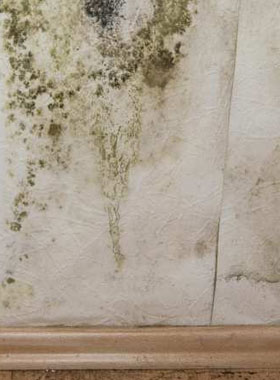 How to remove black mold from paint or painted walls Black mold in bedroom