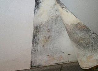 black mold behind wallpaper