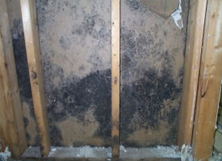 black mold behind wood walls