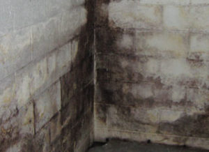 Black Mold On Cinder Block Wall Removal And Control Black Mold On Cinder Block Wall