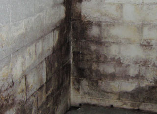 black mold on cinder block wall