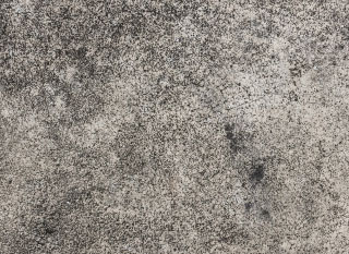 black mold on concrete