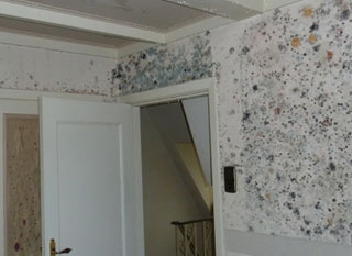 black mold on drywall