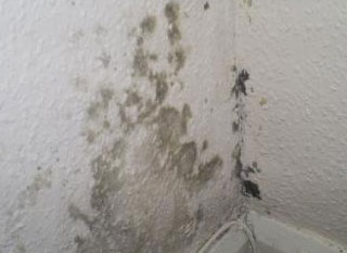 Removing Black Mold Inside Behind And On Walls A Full Guide