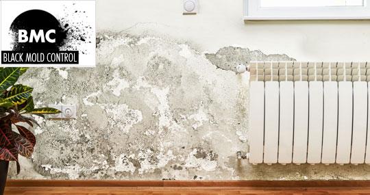 black mold removal