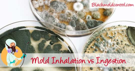 Black Mold Health Symptoms Effects And Risks Black Mold Exposure
