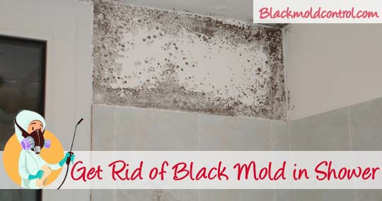 What to do if you find Toxic Black Mold