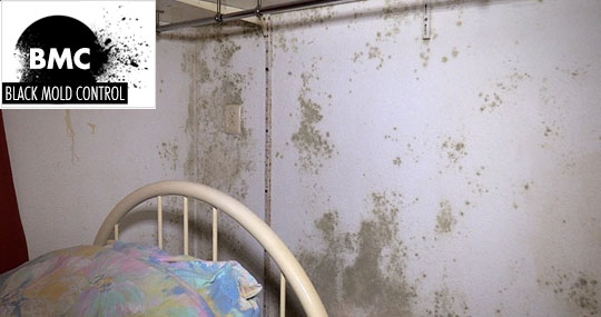 remove mold in bedroom