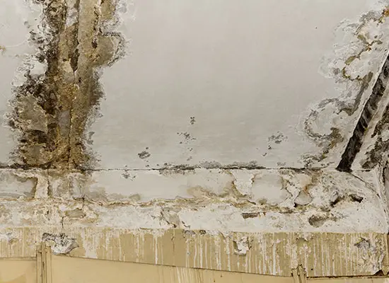 black mold on drywall ceiling
