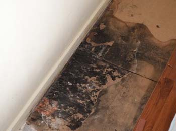 Mold Under Vinyl Flooring Basement Flooring Ideas   Black Mold On Floor 