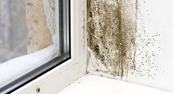 black mold on windows