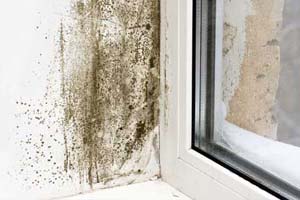 how to prevent black mold