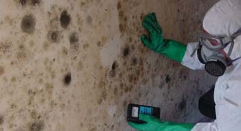 black mold testing