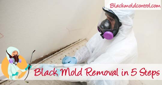 Black Mold Removal and Cleanup Remediation or DIY?