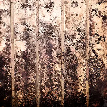 black mold how to identify