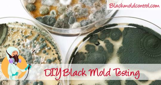 Black Mold Inspection And Testing Costs Diy Test Kits Diy Black Mold Test