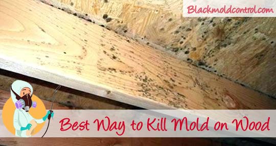 How To Remove Black Mold From Wood Removal Guide