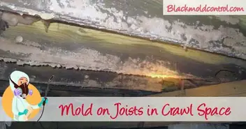 Black Mold In Crawl Space Causes Removal Remediation
