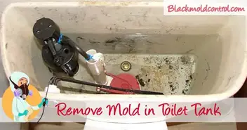 Remove Black Mold From Toilet Bowl Tank And Seat Remove Black Mold From Toilet Bowl Tank And Seat