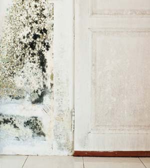 Removing Black Mold Inside Behind And On Walls A Full Guide