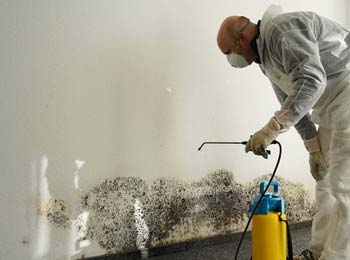 mold remediation