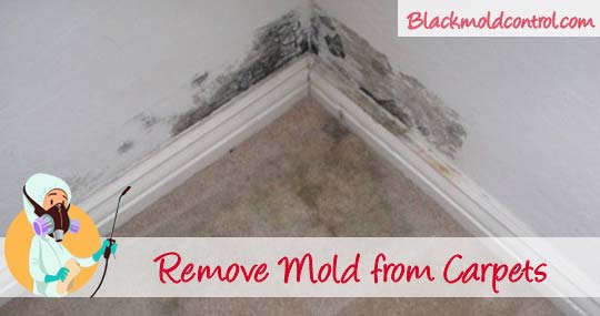 How To Remove Black Mold From On And Under Carpets