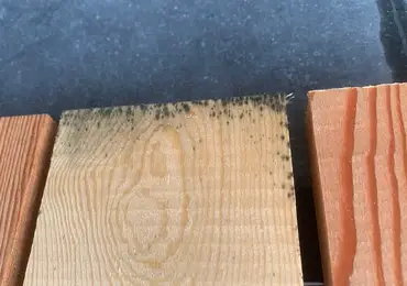 mold on wood